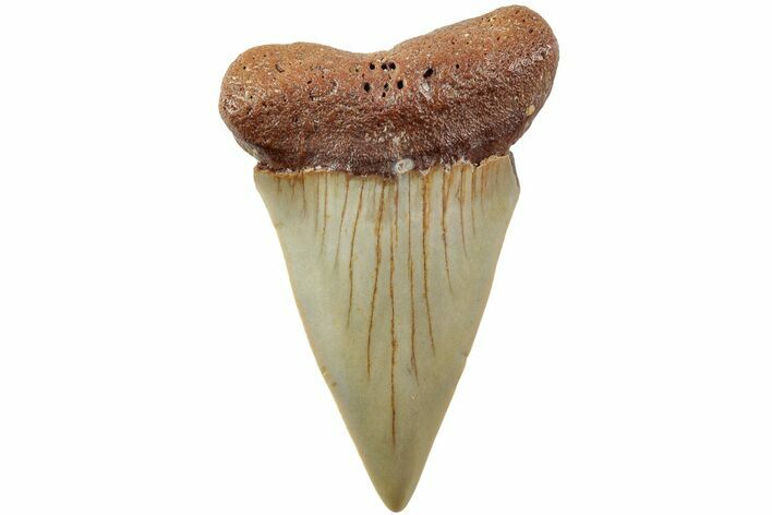 Fossil Broad-Toothed Mako Shark Tooth - North Carolina #235219